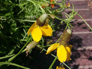 Yellow Prairie Coneflower