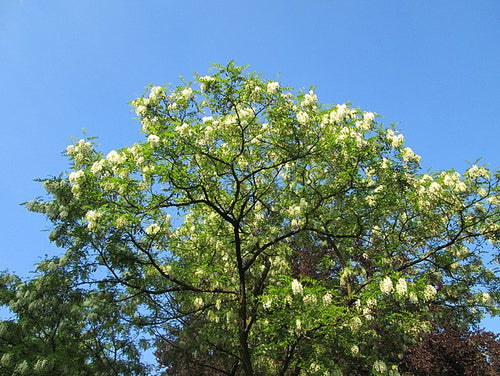 Black Locust