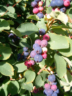 Ukrainian Snowy Mespilus