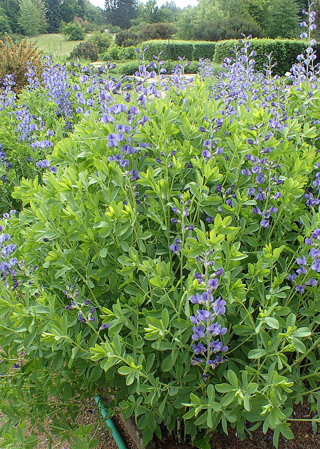 Wild indigo