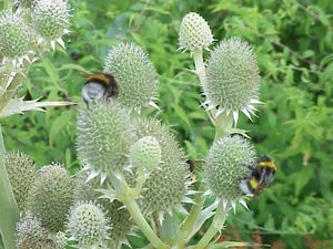 Rattlesnake Master (SE Minnesota Ecotype)