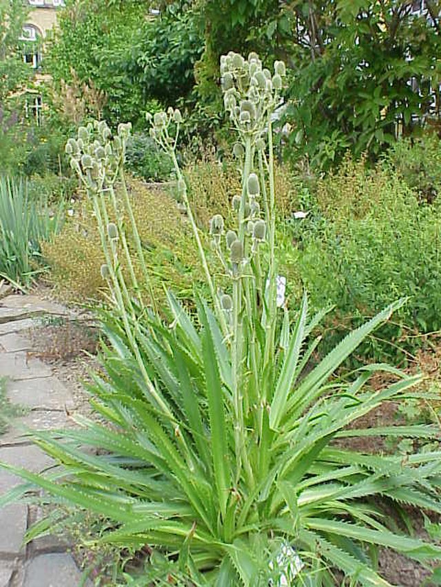 rattle snake master plant Rattlesnake Master (SE Minnesota Ecotype) – Experimental Farm Network Seed Store