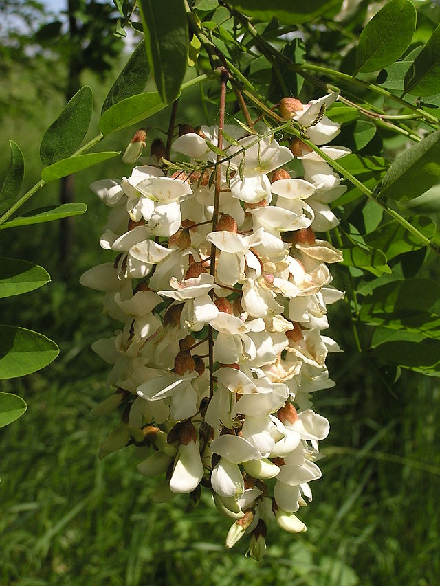 Black Locust Flower