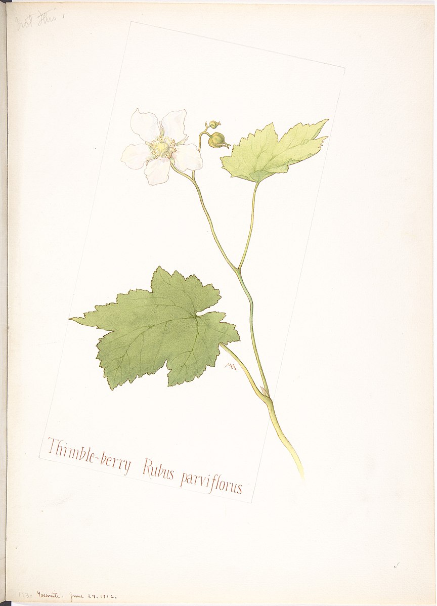Thimbleberry Roots Thimbleberry – Experimental Farm Network Seed Store