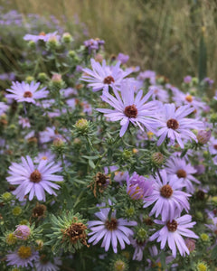 Aromatic Aster (PA Ecotype)