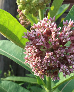 Common Milkweed