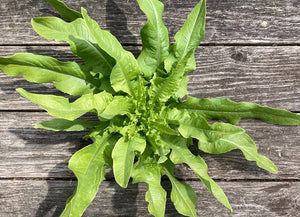 Wrinkled Crinkled Crumpled' Cress – Experimental Farm Network Seed Store