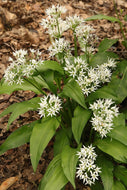 Bear's Garlic