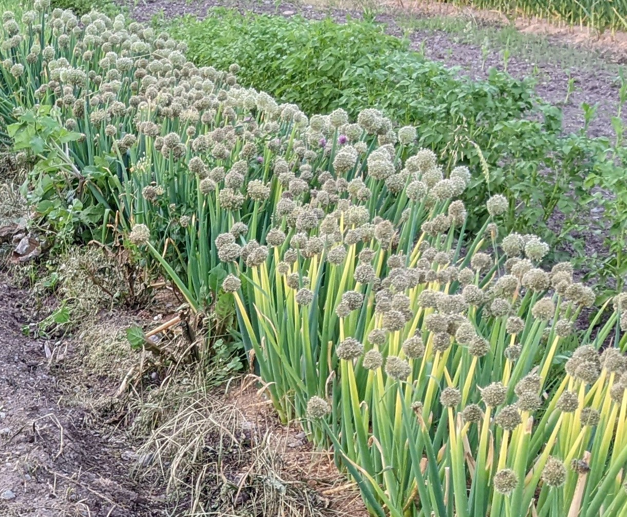 onion flower seeds Welsh Onion – Experimental Farm Network Seed Store