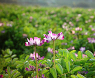 Chinese Milk Vetch