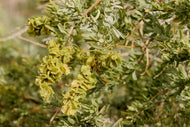 Four Wing Saltbush