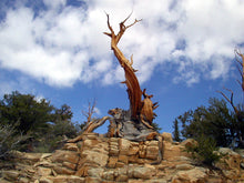 Great Basin Bristlecone Pine
