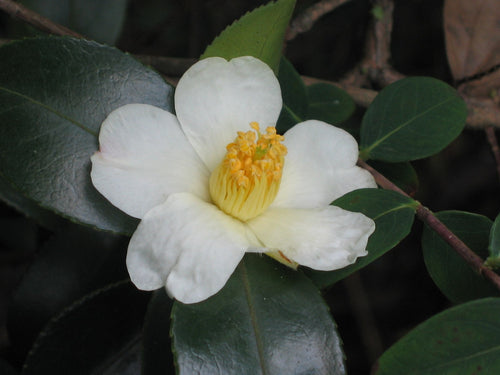 Tea-Oil Camellia