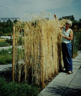 'Svedjerug' Rye