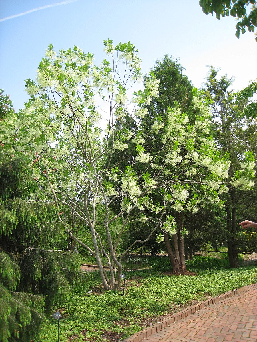White Fringe Tree