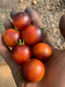 'Cosmic Mountain Sunset' Cherry Tomato