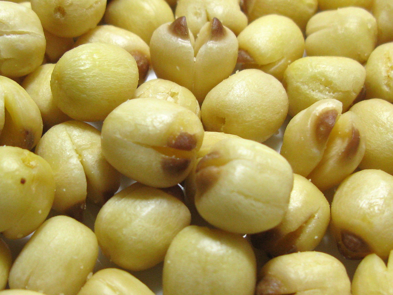 lotus plant seeds for sale Sacred Lotus – Experimental Farm Network Seed Store