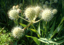 Rattlesnake Master (SE Minnesota Ecotype)