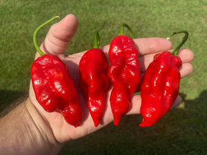 'Flavor City Red' Hot Pepper