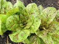 'Forellenschluss' Lettuce