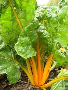 'Golden' Chard