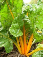 'Golden' Chard