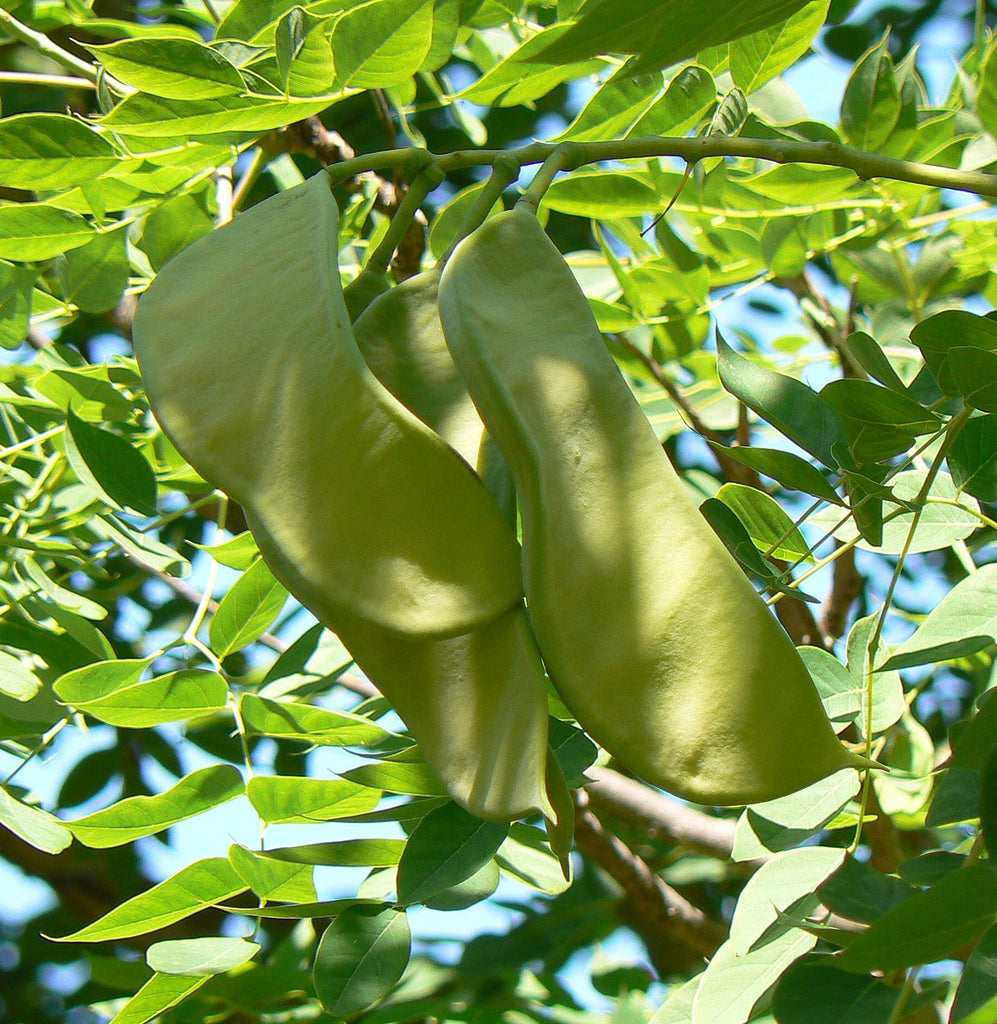 PA State Champion Kentucky Coffee Tree – Experimental Farm Network Seed ...