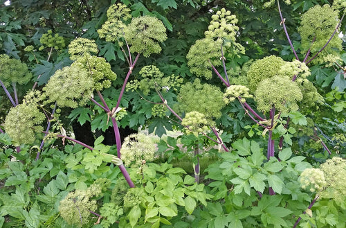 'Holy Ghost' Angelica