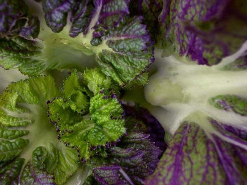 Dragon Tongue'/'Ho Mi Z' Mizuna – Experimental Farm Network Seed Store