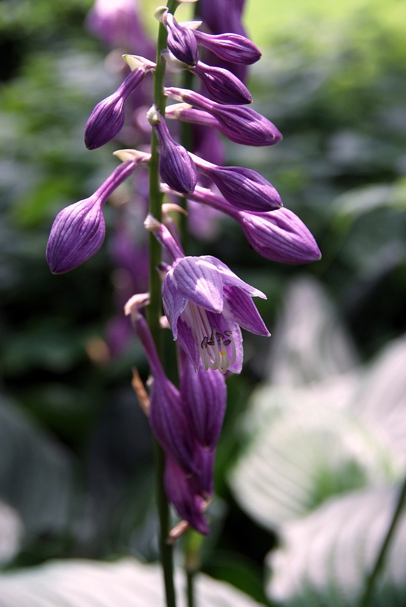 perennial hostas plantain lily flower Blue Plantain Lily Hosta – Experimental Farm Network Seed Store