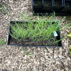 'Kobo Robit Landrace' Teff