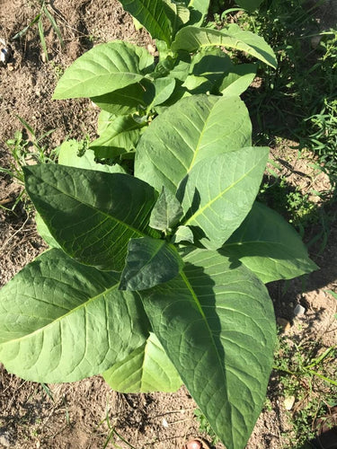 'Puerto Rican Mountain' Tobacco