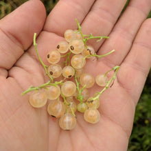 'Imperial White' Currant