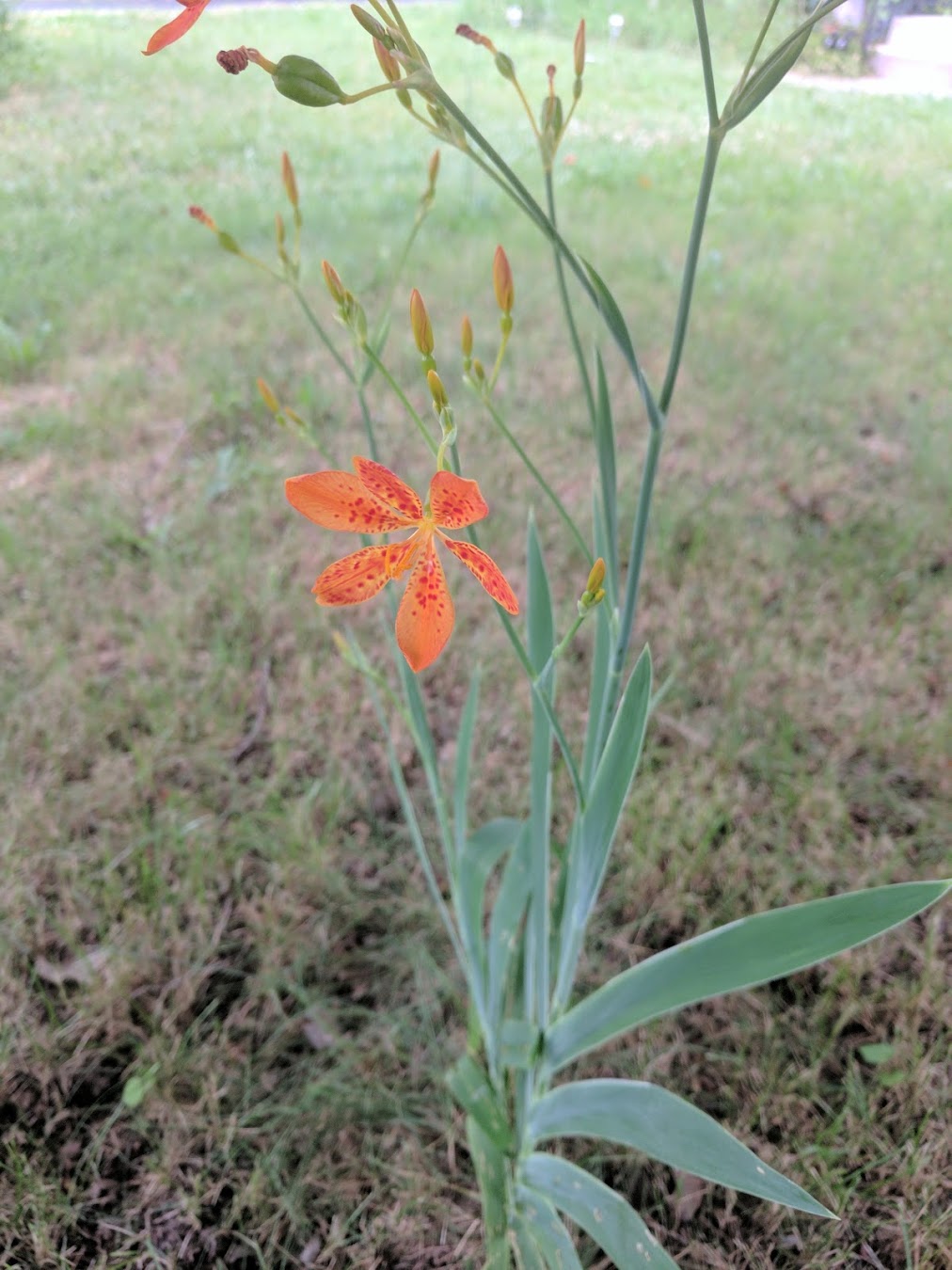 dried lily flower pregnancy Leopard Flower (or Blackberry Lily) – Experimental Farm Network Seed Store