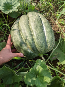 'Weeks North Carolina Giant' Melon