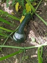 'Guatemalan Green-Fleshed Ayote' Squash