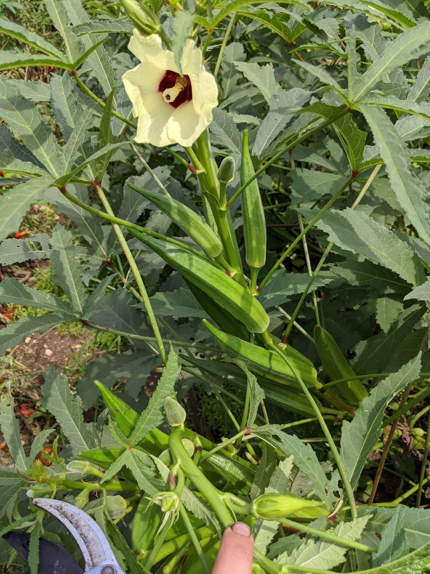 okra seeds planting Annie Oakley OP' Okra – Experimental Farm Network Seed Store