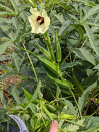 'Annie Oakley OP' Okra