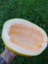 'Weeks North Carolina Giant' Melon