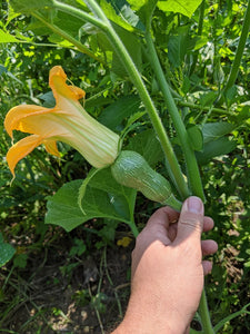 'Guatemalan Green-Fleshed Ayote' Squash