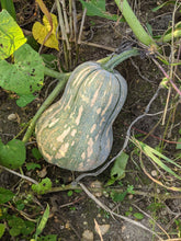 'Guatemalan Green-Fleshed Ayote' Squash