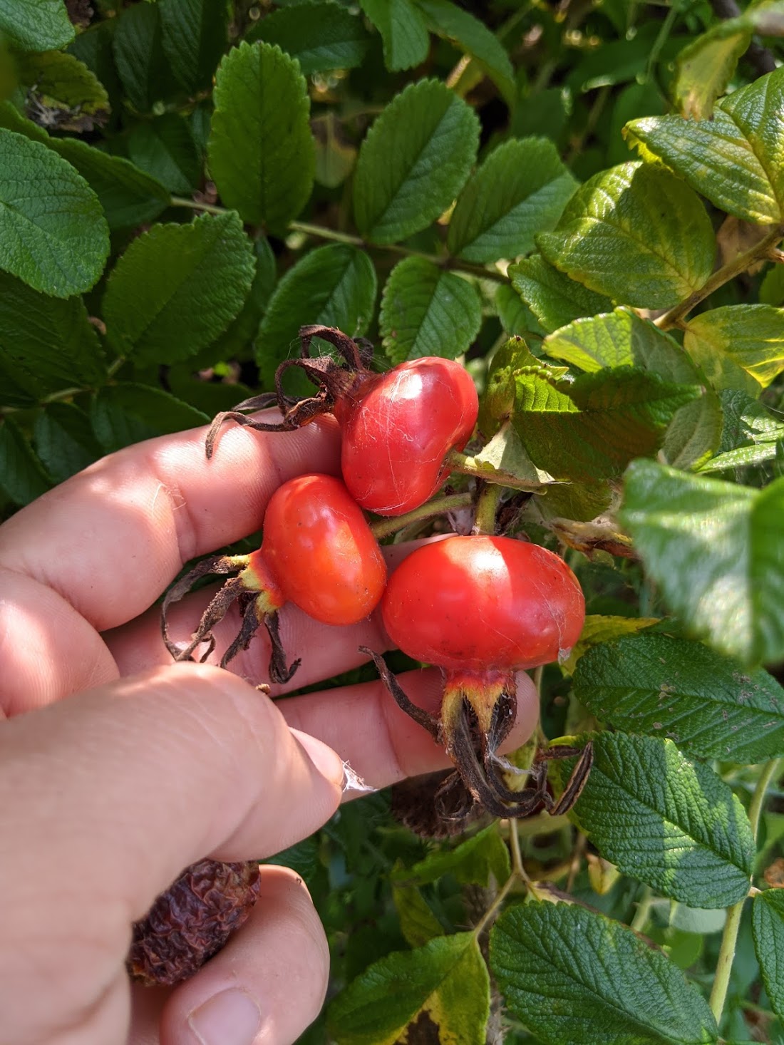 Pink Rugosa Rose – Experimental Farm Network Seed Store