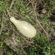'Palestine Yakteen' Gourd
