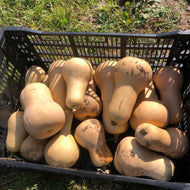 'Bethlehem Market' Squash