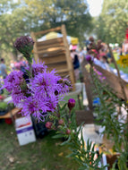 Meadow Blazing Star