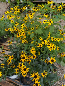 Black-eyed Susan