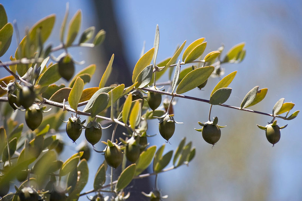 jojoba plant seeds Jojoba – Experimental Farm Network Seed Store