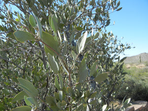 jojoba seeds for planting Jojoba – Experimental Farm Network Seed Store