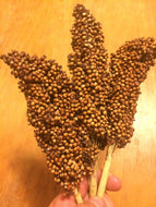 'Kawanda' Sorghum