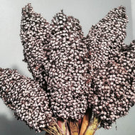 'Korjaj' Sorghum